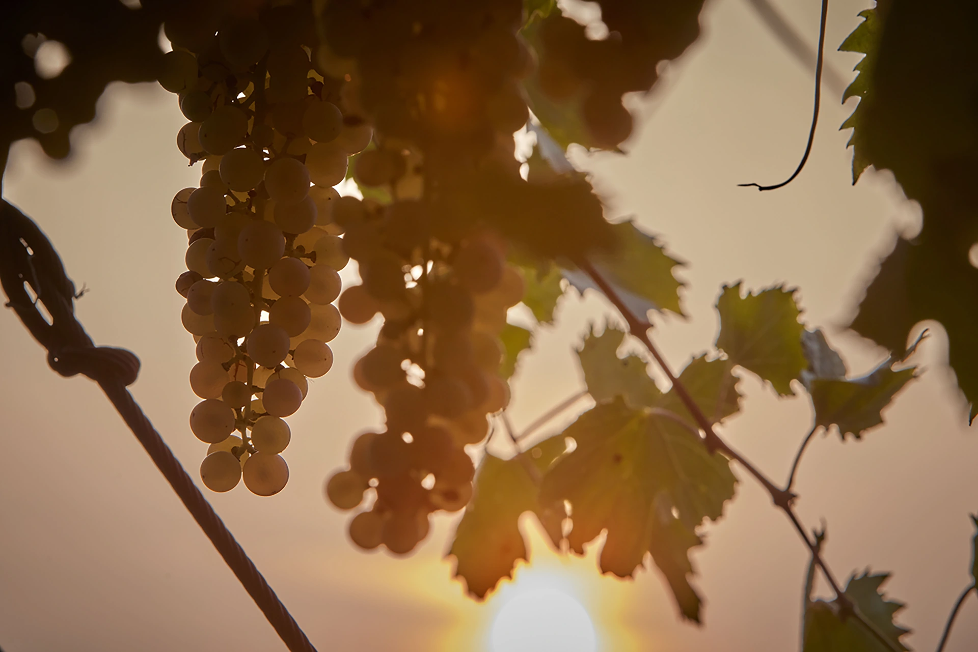 suavia_vendemmia_01
